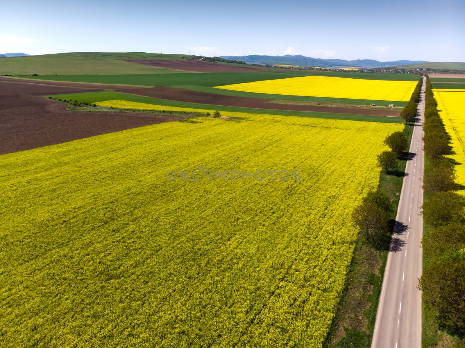 Yellow rape fields and a empty road near, aerial view