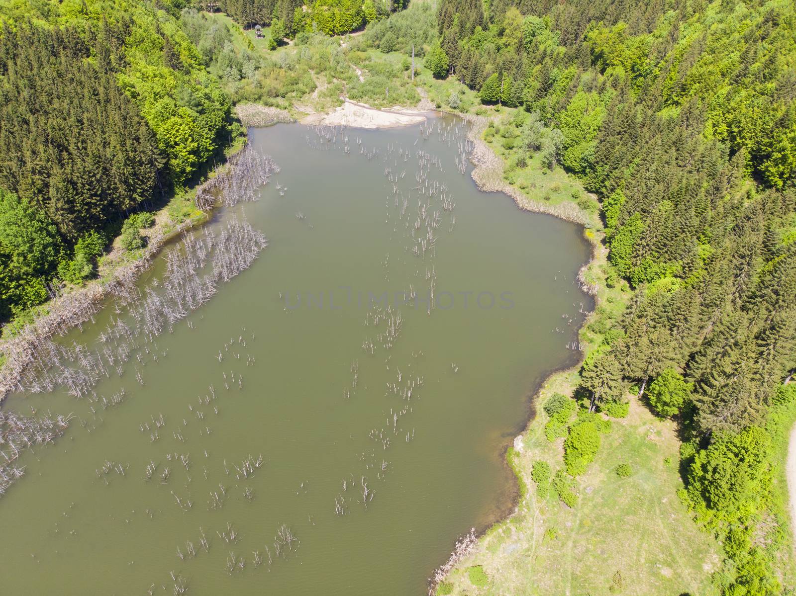 Old forest, now a lake. In 1991 a major landslide blocked the Cuejdel brook and a larger lake was formed.