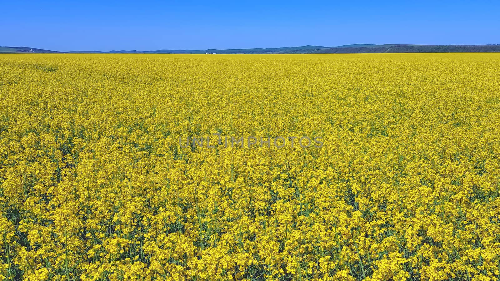 Yellow canola in bloom, rapeseed field against blue sky