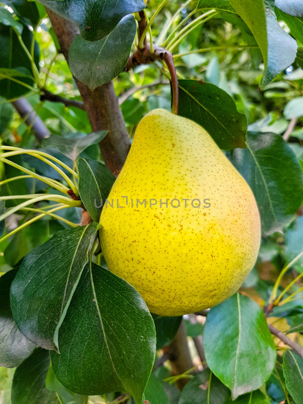 Yellow pear fruit on a tree in a fruit garden