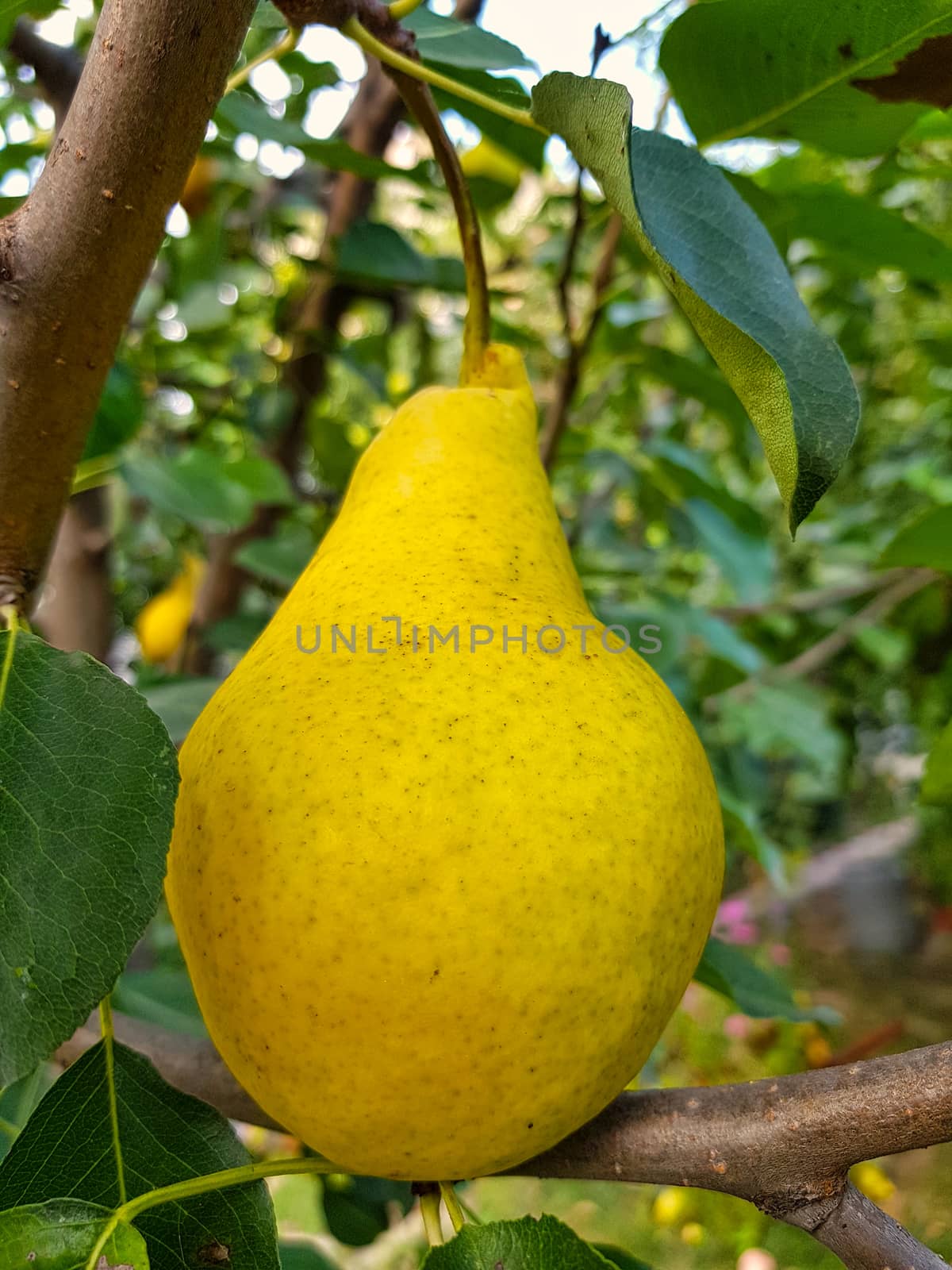 Yellow pear fruit hanging on a tree.