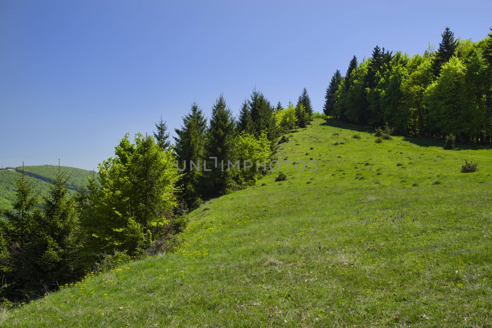 Green hill forest, young green foliage in spring