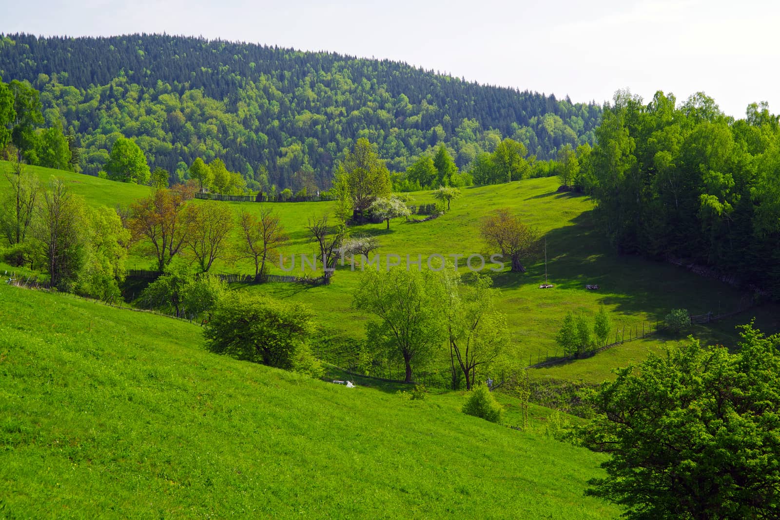 Spring meadow on the hill, young green grass and trees