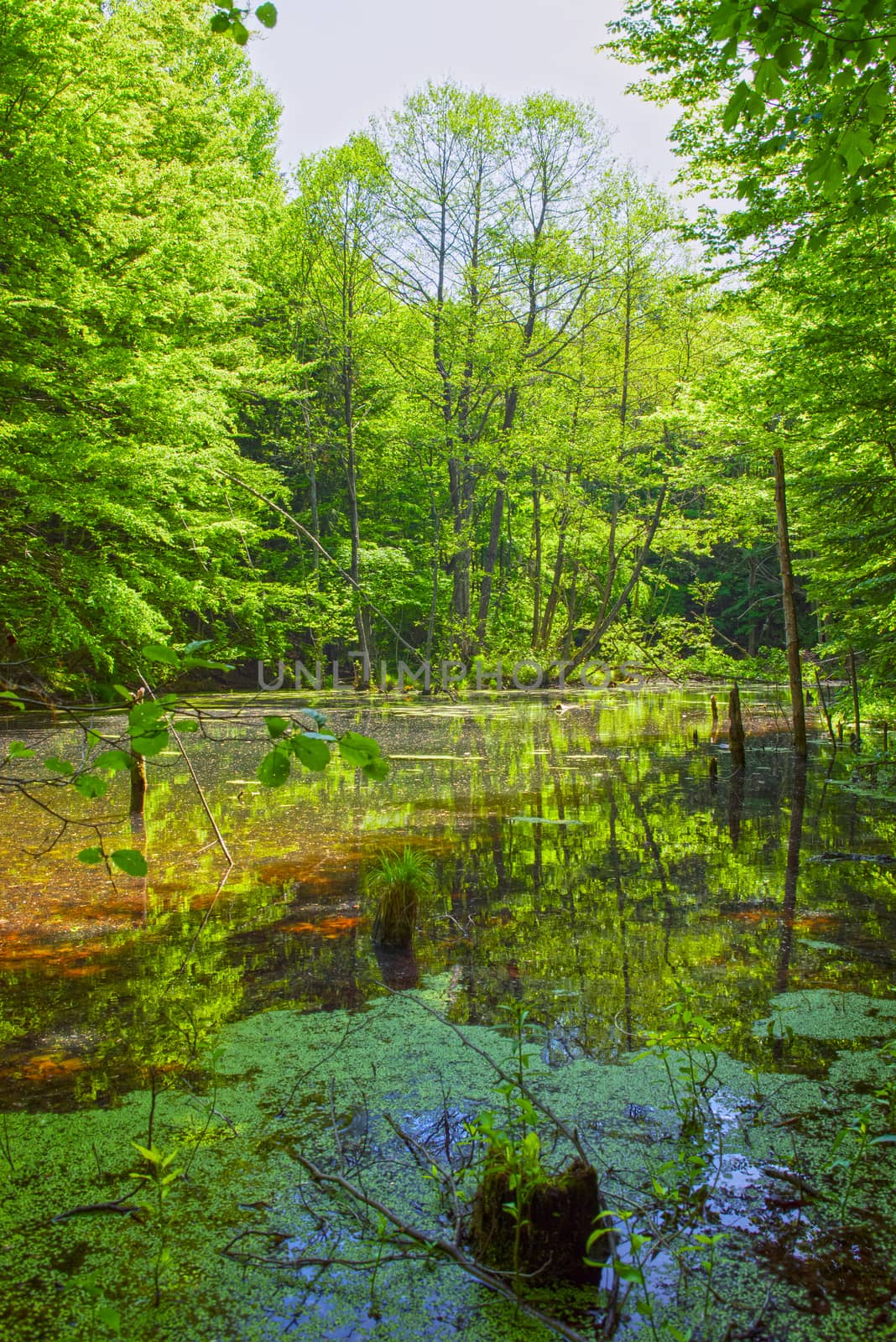 Lake mirroring of spring forest, young green trees