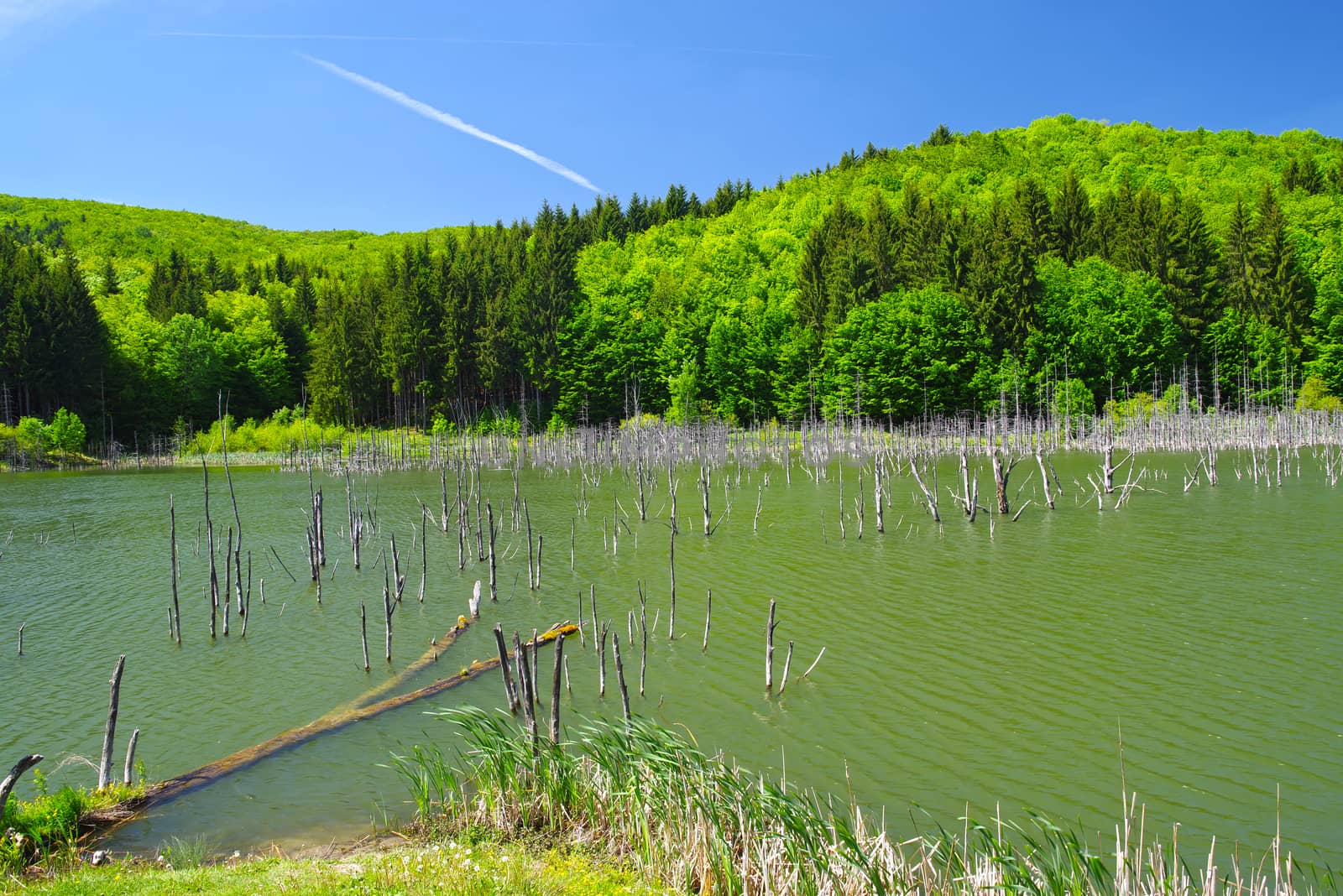 Dead trees in spring lake by savcoco