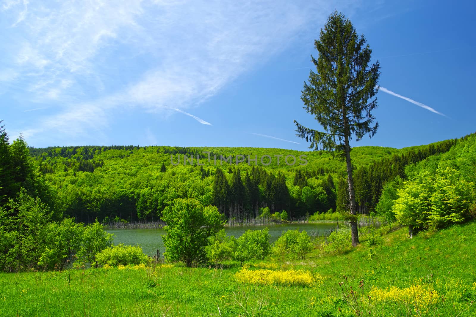 Spring lake and forest landscape, young green trees