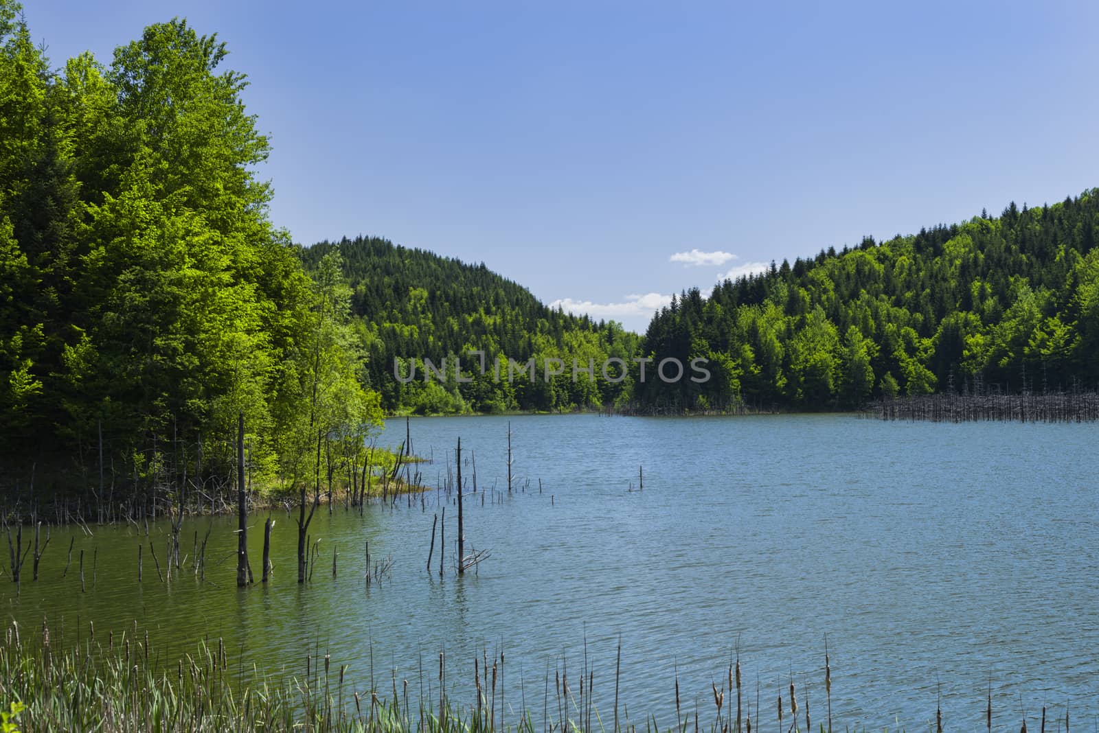 Natural dam lake in spring. Cuejdel lake is the biggest natural dam lake in Romania. It has its origins in a landfall that blocked the entire valley.