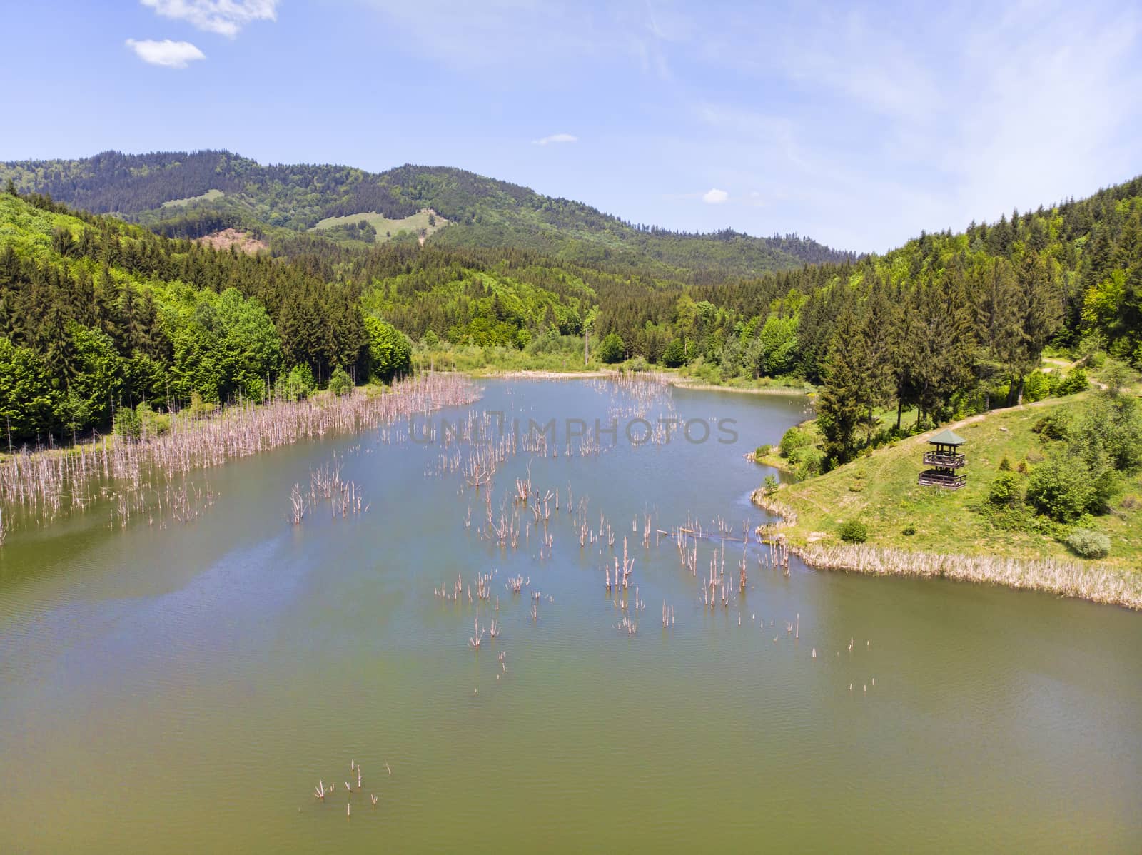 Trunks lake in green forest by savcoco