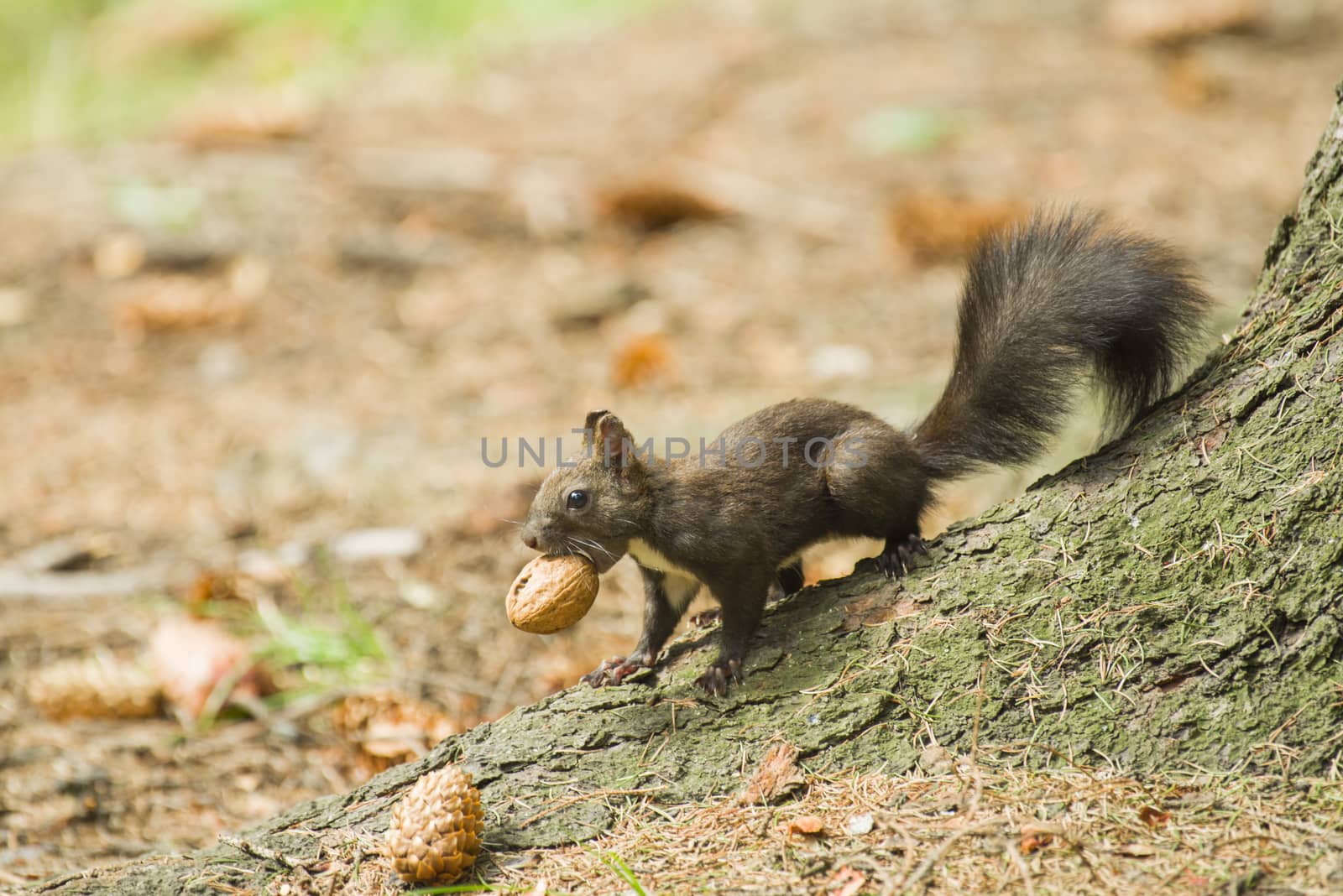 Red squirrel carrying a nut in mouth
