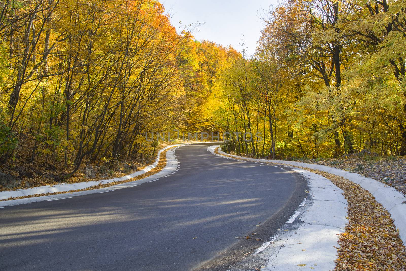 Autumn curvy road landscape, yellow forest view