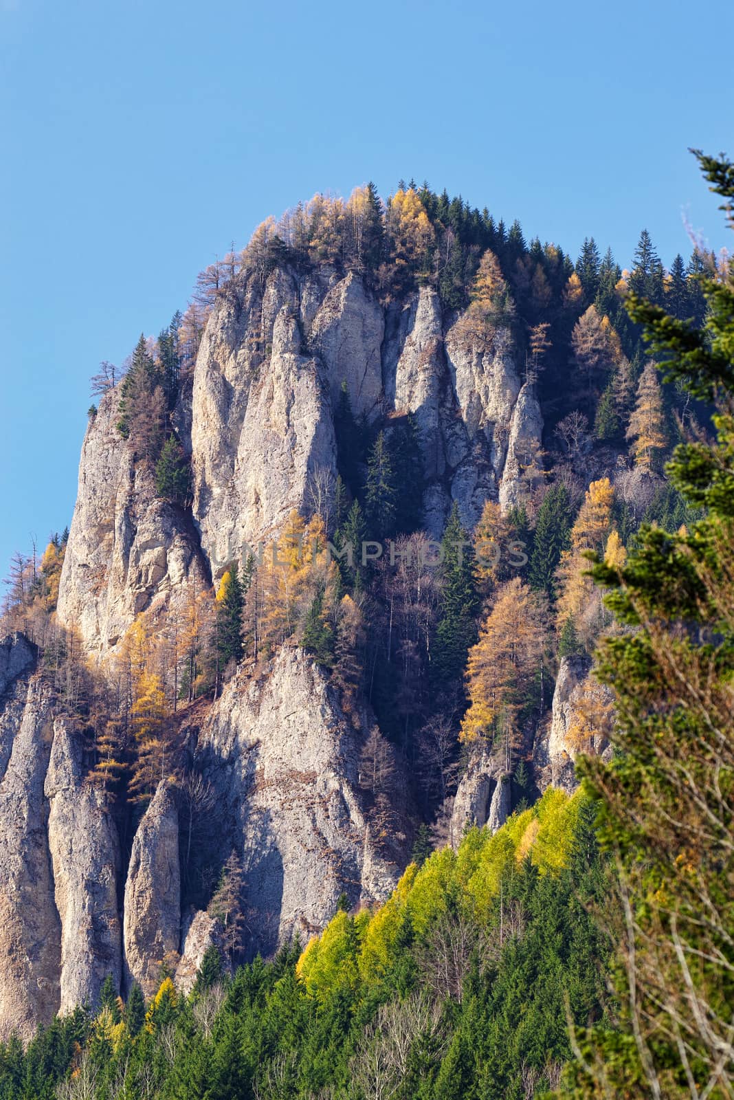 Autumn scenery of rocky mountain, pines on the rocks