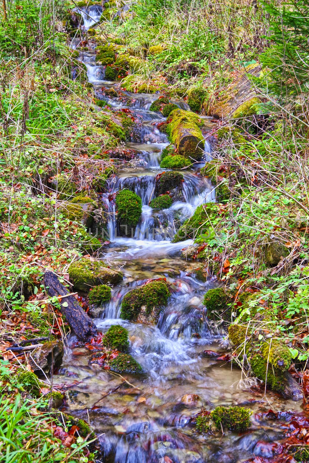 Water fresh stream in summer forest scene
