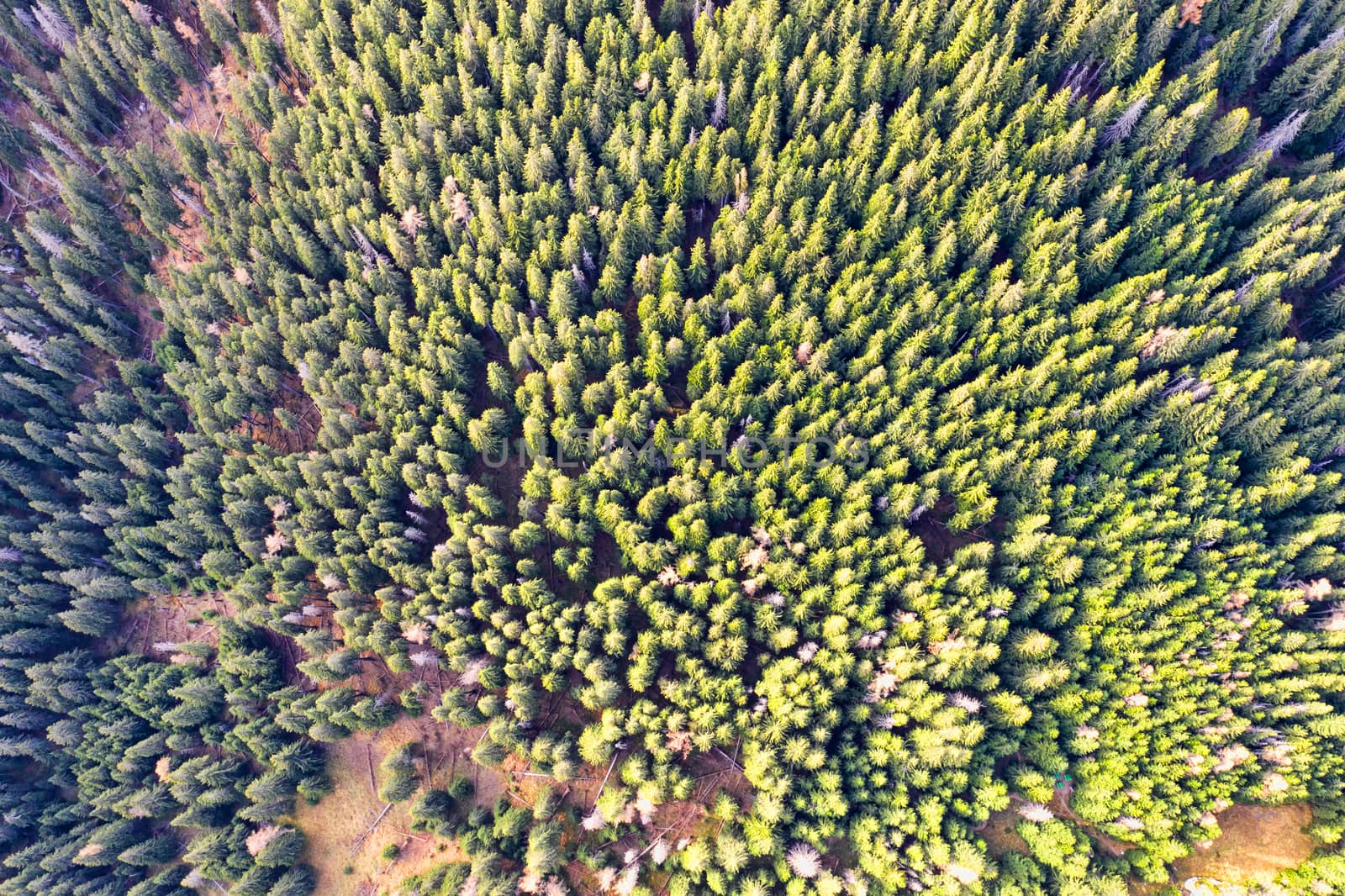 Evergreen forest trees viewed from above, drone aerial view