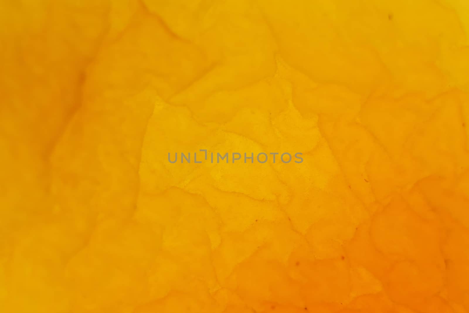 Dried Apricot Texture. Warm Nature Organic Background. Macro Closeup.