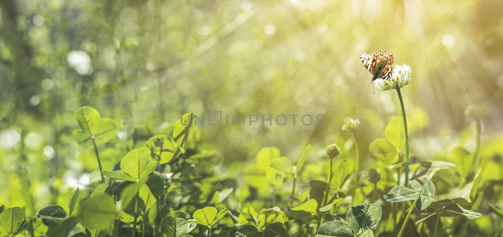 Panoramic view to spring background art with white clover blossom and fluttering butterfly. Spring day, close up, shallow depths of the field. Meadow with spring flowers in sunny day