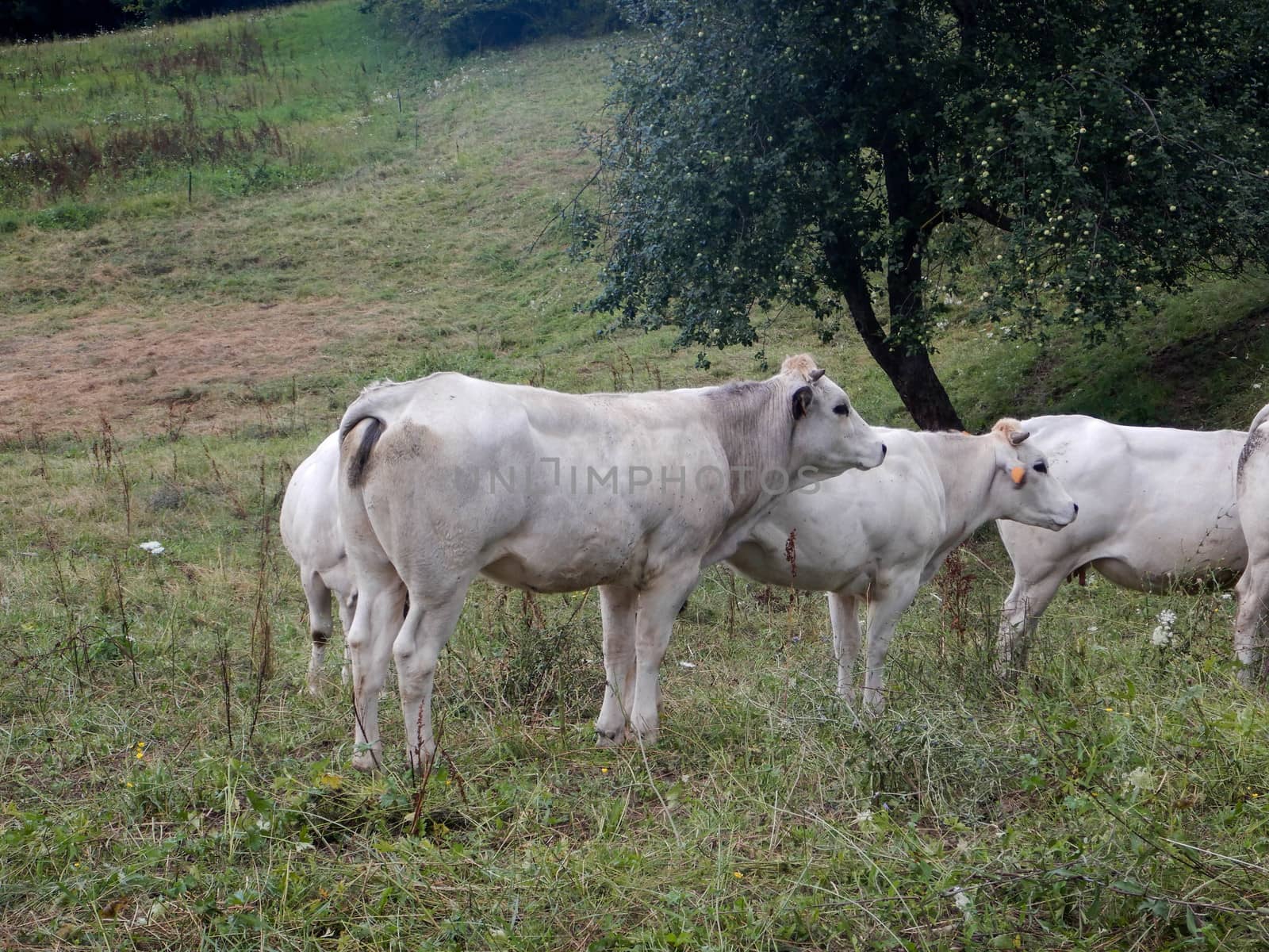 Cows grazing free near Igliano, Piedmont - Italy