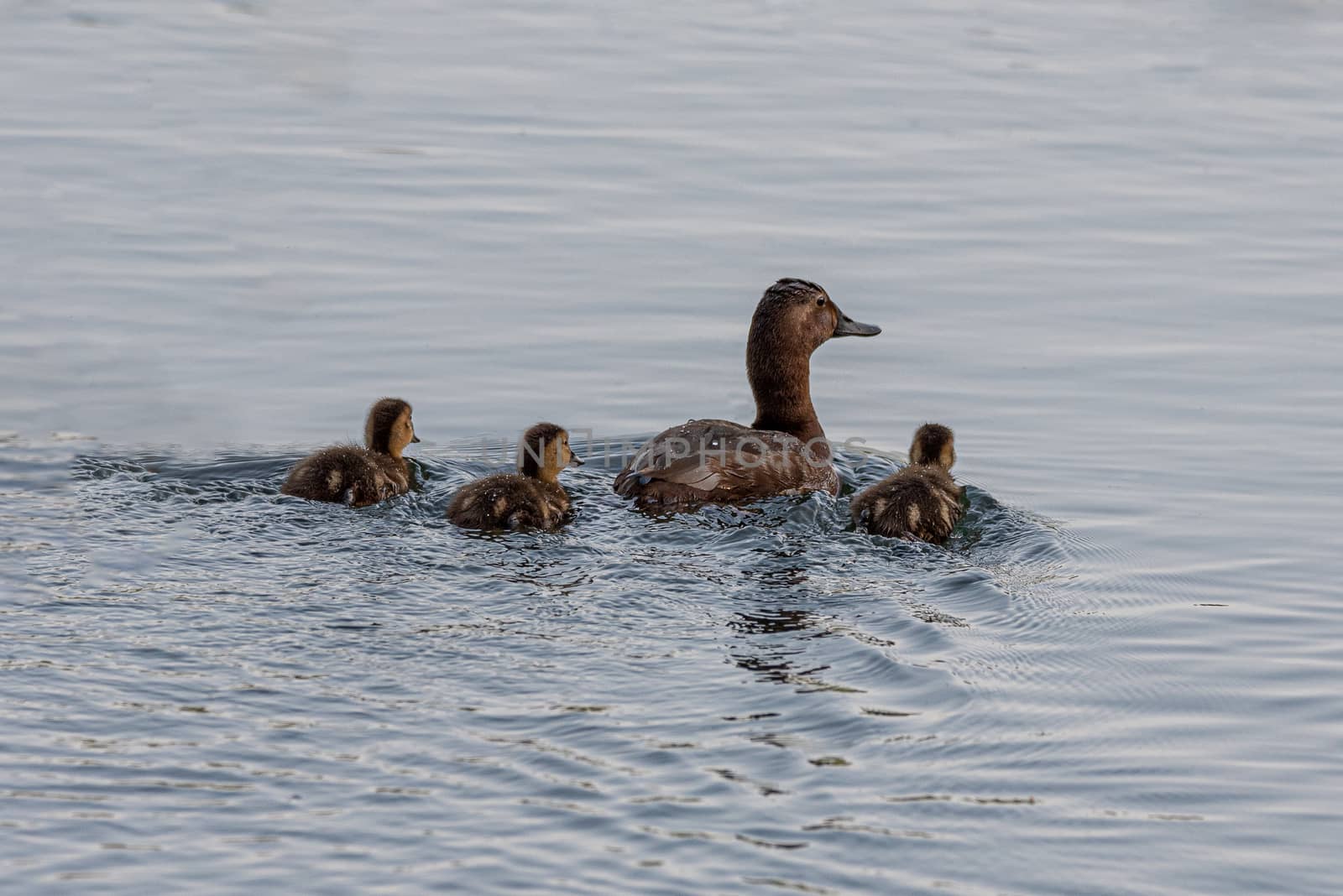 Mallard female accompanied by her three chicks by brambillasimone