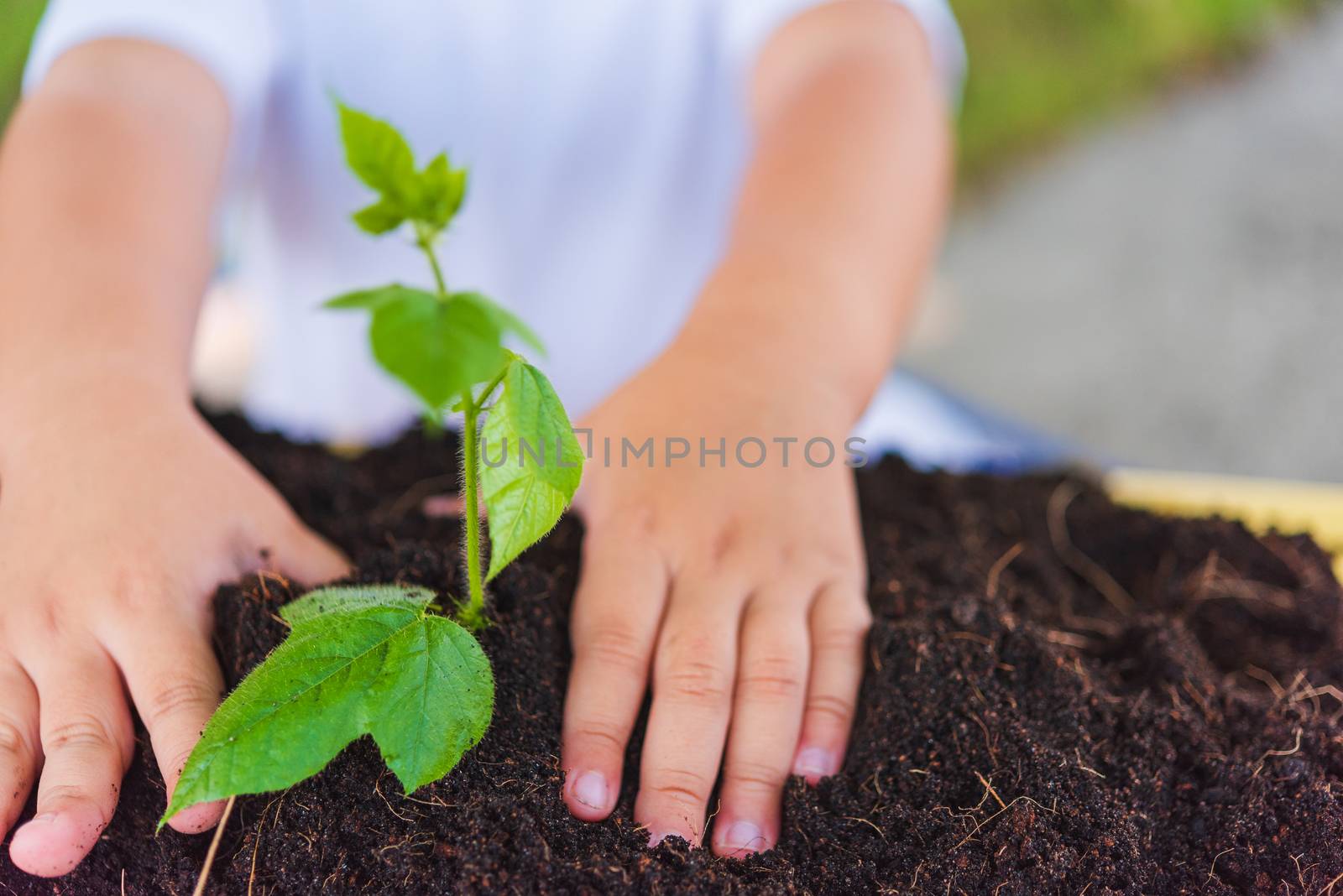 Hand of Asian cute little cheerful child boy planting young tree by Sorapop