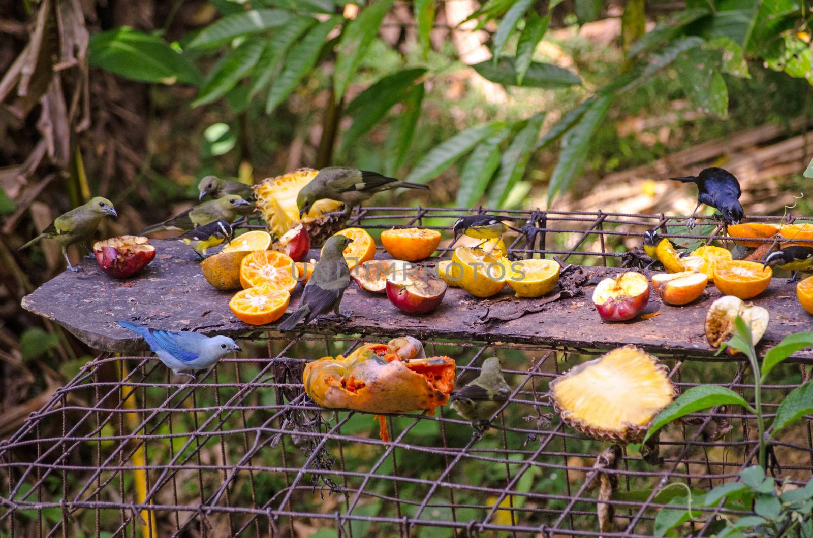 Tropical Bird Table, Tobago by BasPhoto