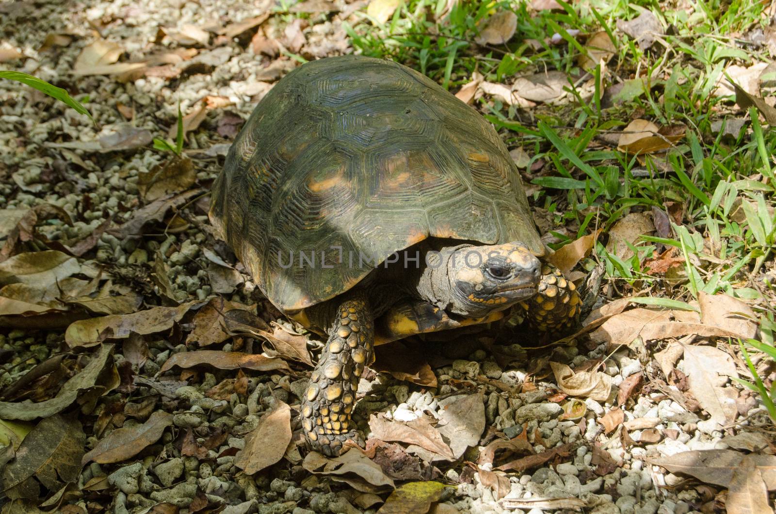 A yellow-footed tortoise walking on the forest floor in Tobago, Trinidad and Tobago.