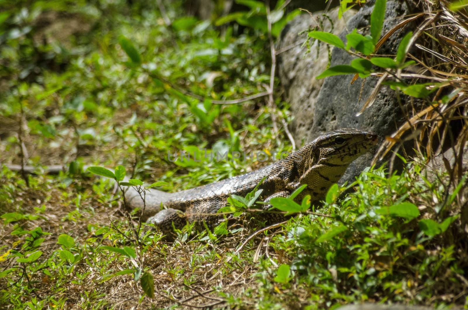 A golden tegu lizard, latin name Tupinambis teguixin, known locally as a sally painter, lurking in the rainforest in Tobago.