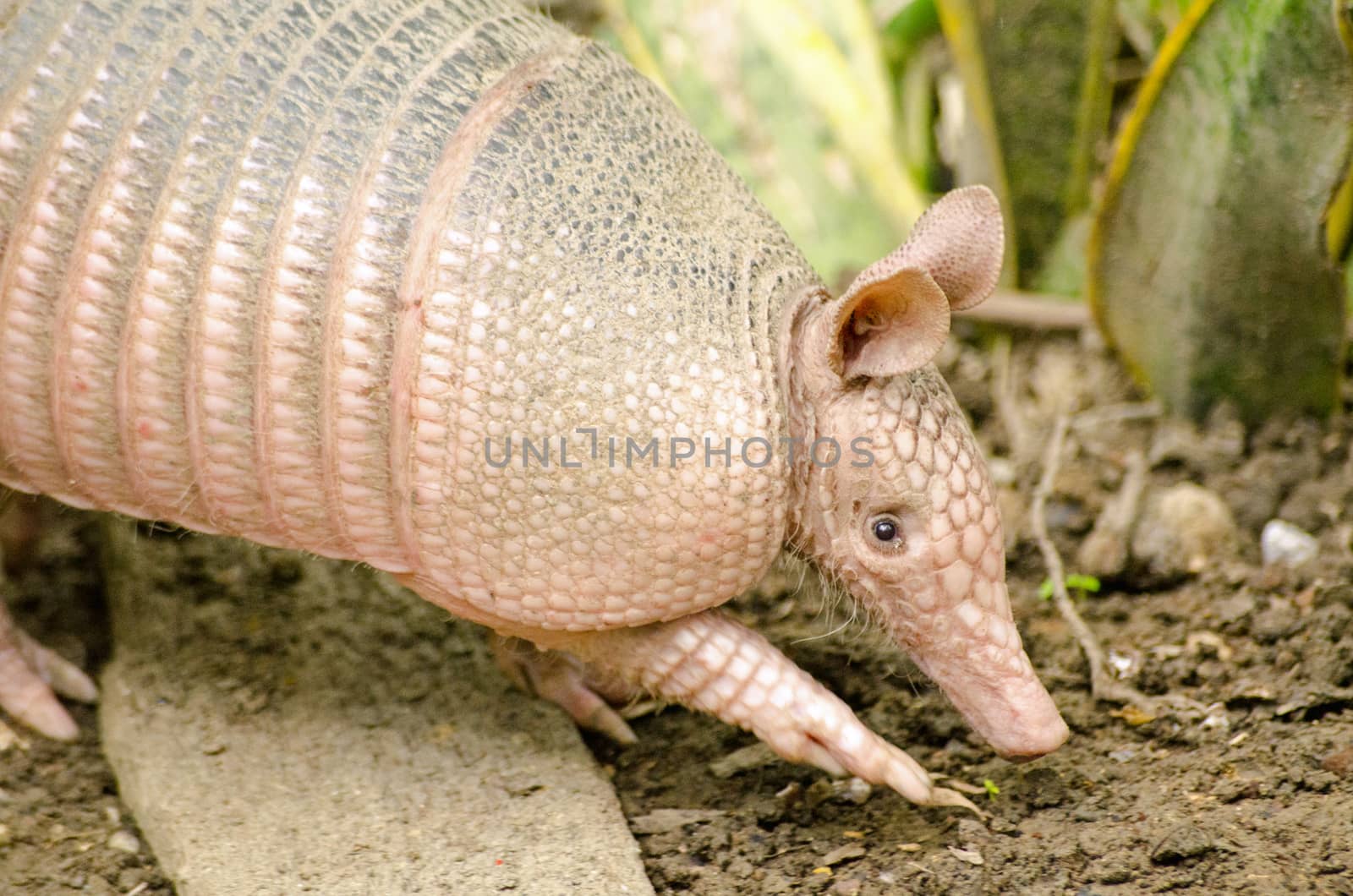 Armadillo, Tobago by BasPhoto