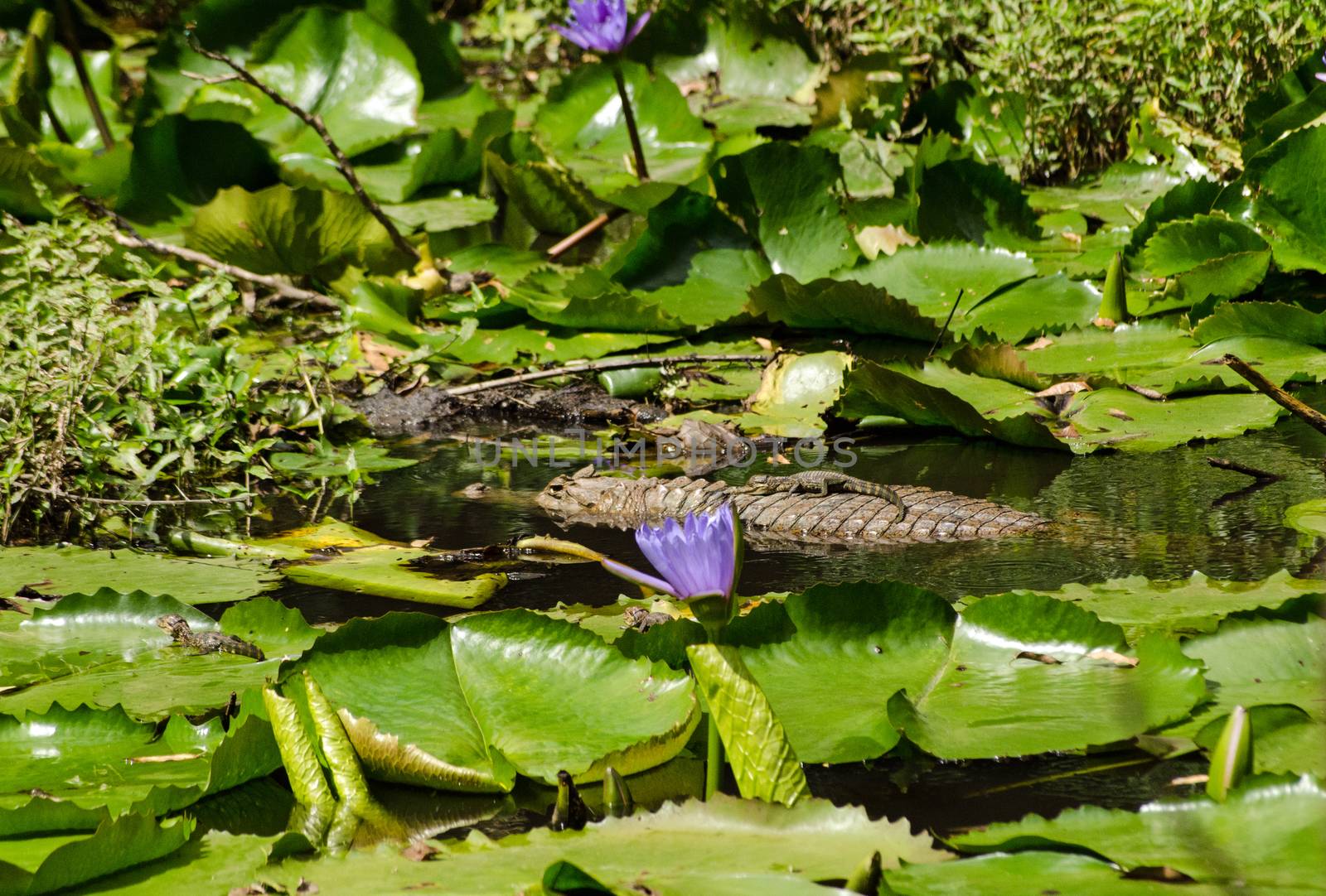 A spectacled caiman floating in a pond in Tobago with three recently hatched young nearby, one is sitting on it's parent's back.  