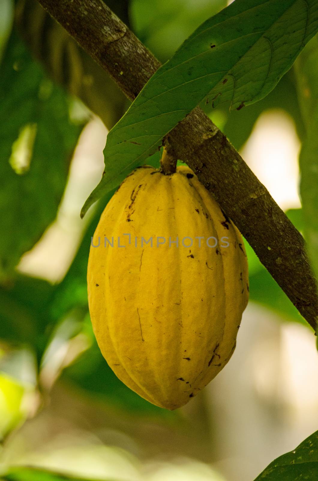 A cacao pod ripening on a tree in the rainforest of Tobago, Trinidad and Tobago.