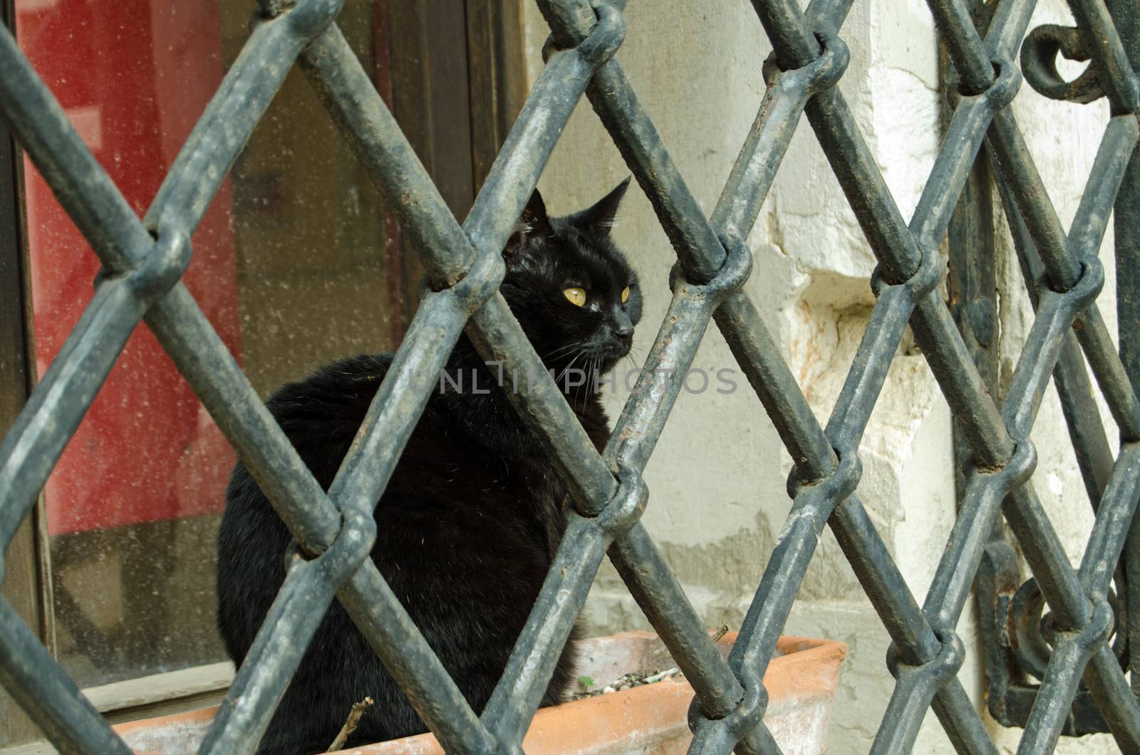 A black cat sitting in a flower trough and staring through some formidable metal bars outside a ground floor apartment in Venice, Italy.