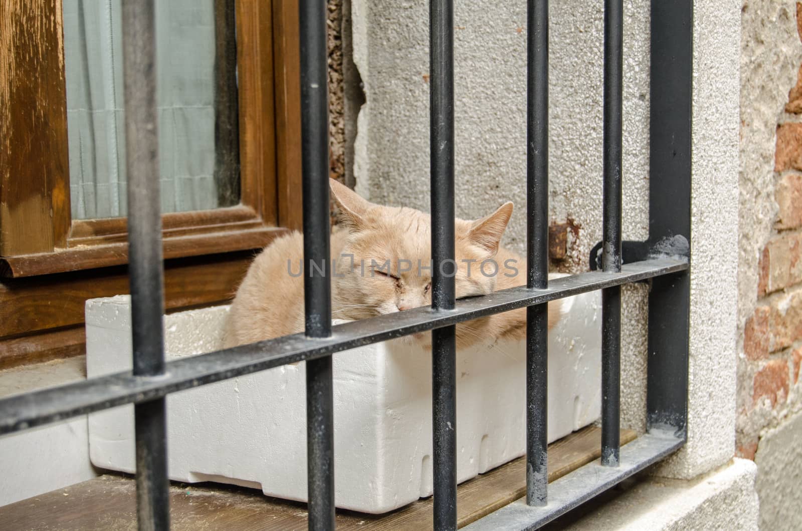 Elderly cat sleeping in a polystyrene box on a windowledge protected by bars on a street in Venice, Italy.