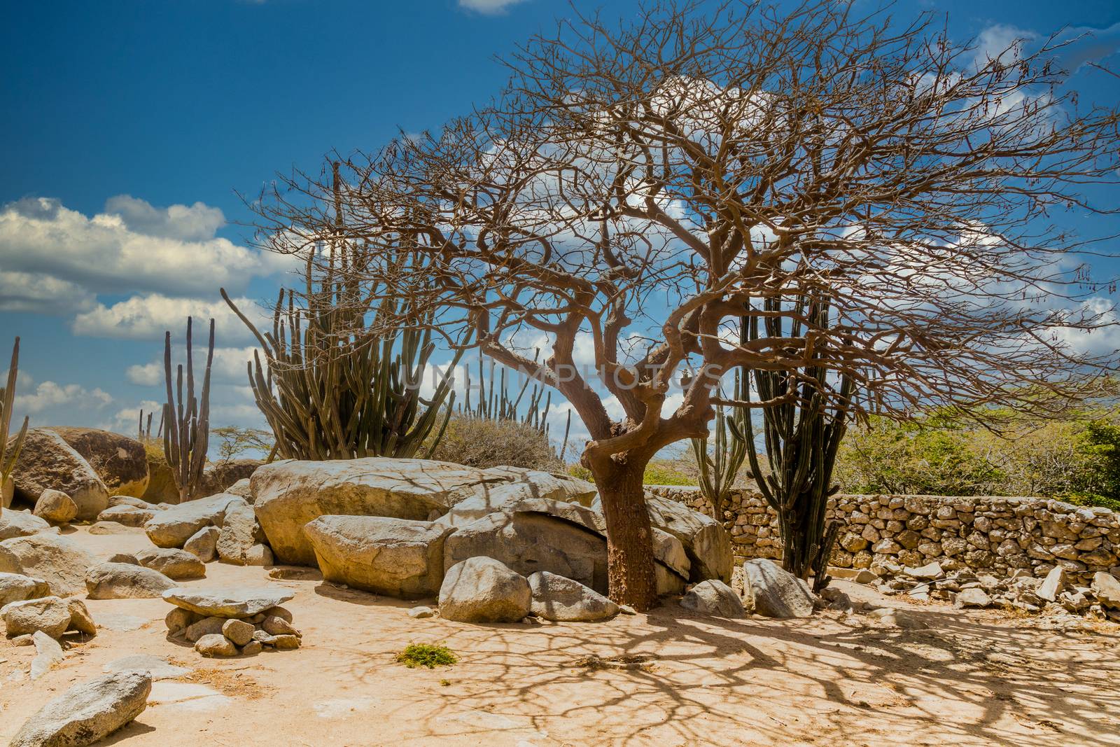 Divi Divi Tree Among Cactus by dbvirago