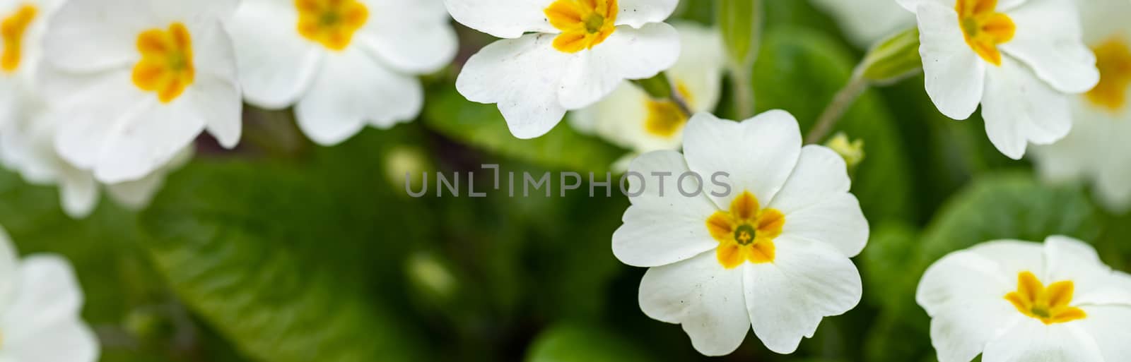 Perennial primrose or primula in the spring garden. Spring primroses flowers, primula polyanthus, white primroses in spring woods. by bonilook