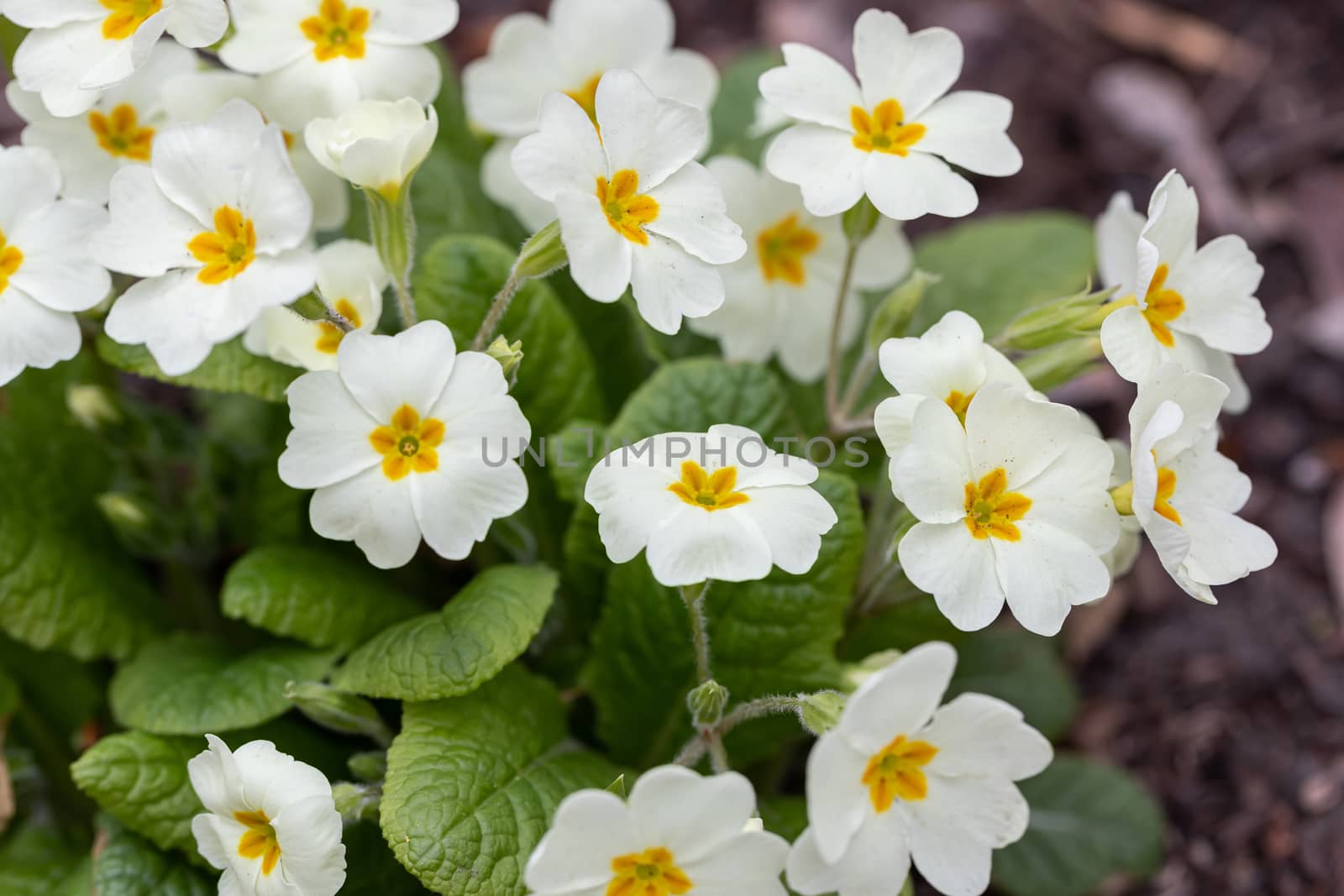 Perennial primrose or primula in the spring garden. Spring primroses flowers, primula polyanthus, white primroses in spring woods. Beautiful colors of primrose in the garden. Nature background