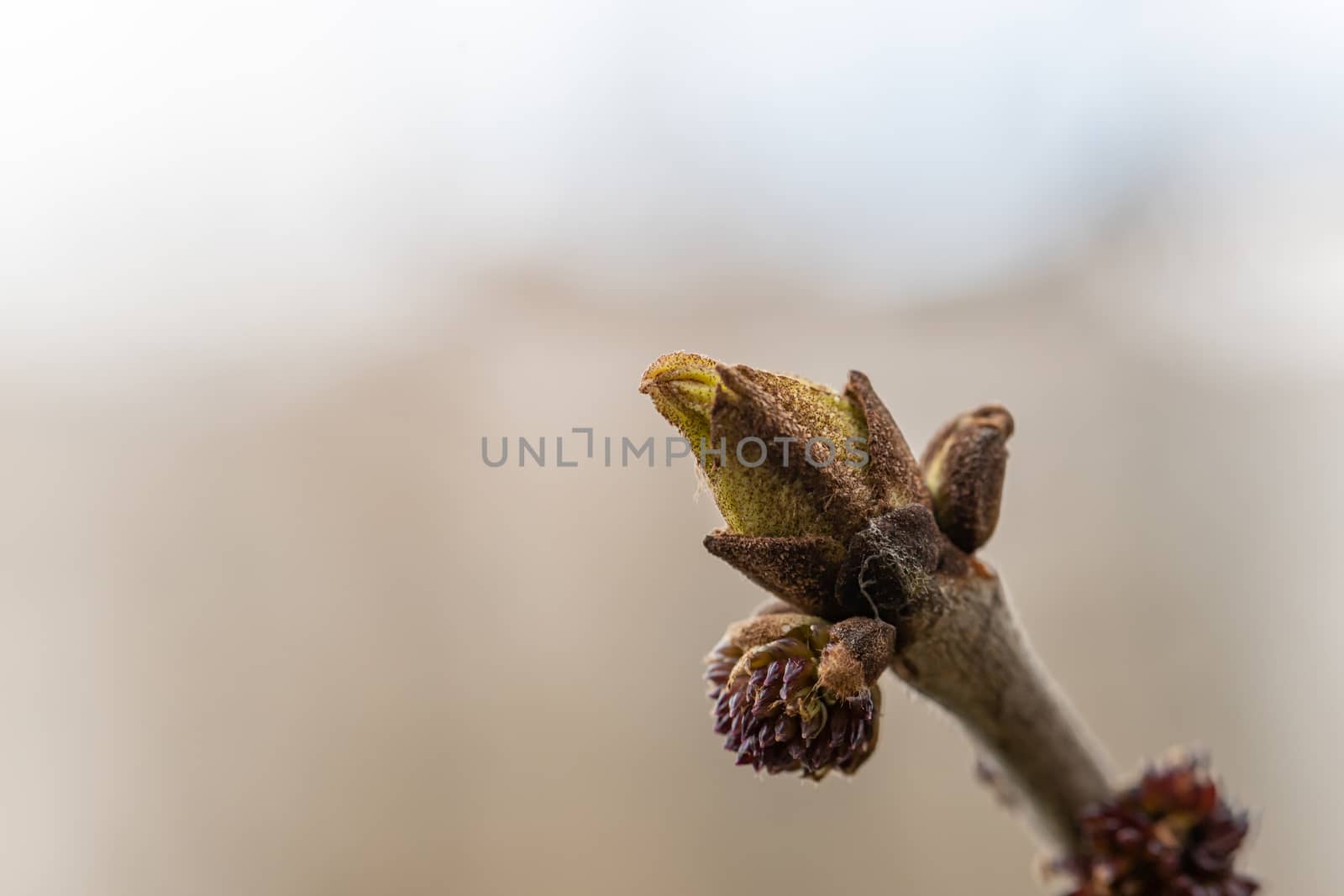 Close-up of a spring fresh young leaf on a tree branch. The concept of the awakening of nature, the spring sowing season. by bonilook
