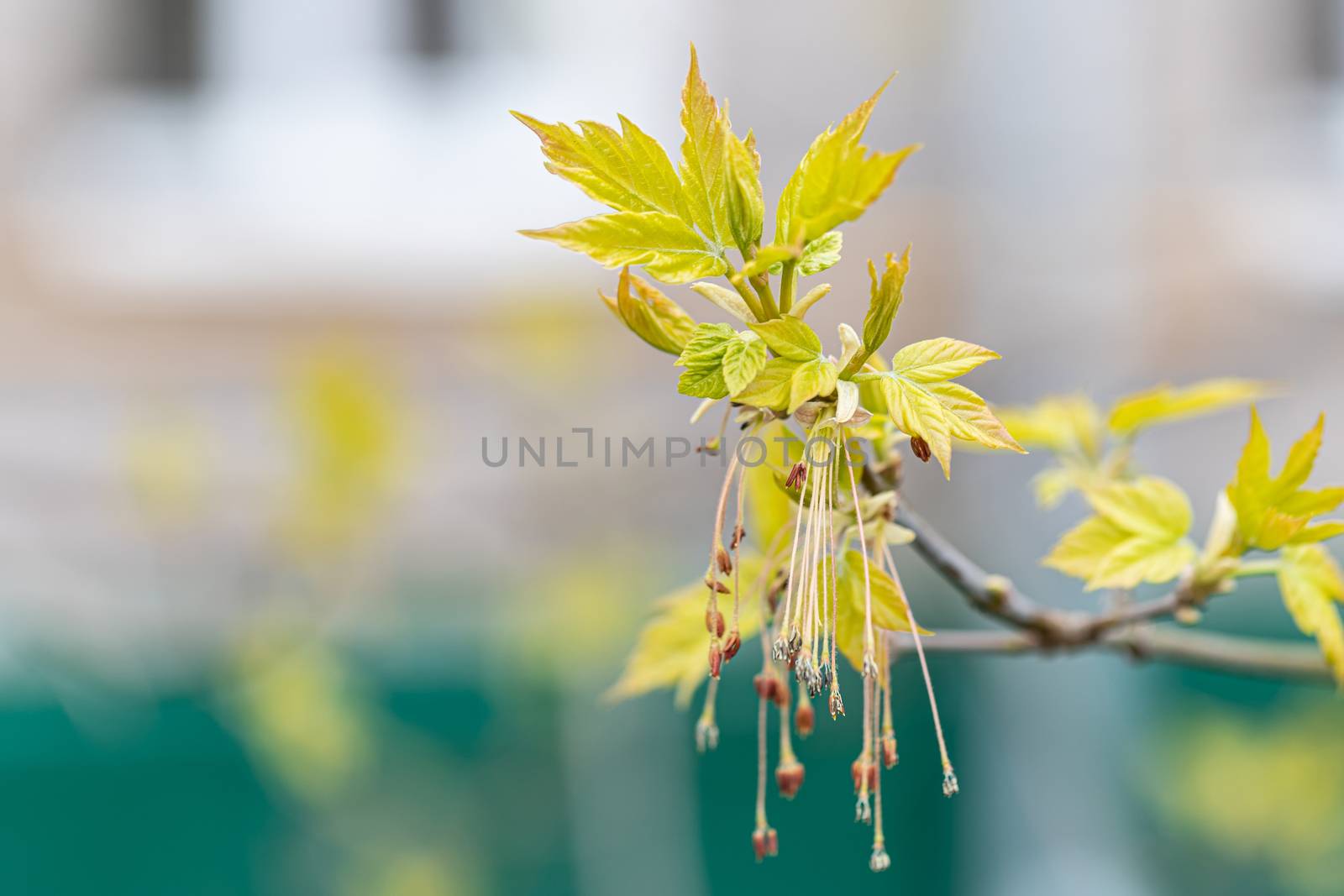 Close-up of a spring fresh young leaf on a tree branch. The concept of the awakening of nature, the spring sowing season. Copy space for your design