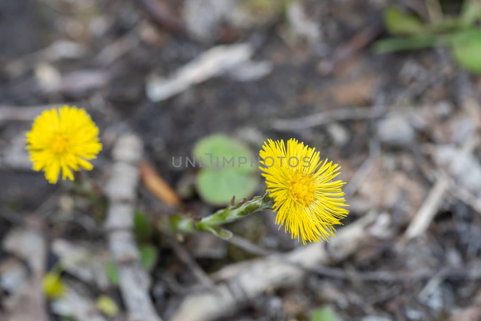 coltsfoot - Tussilago farfara also known as foalfoot or horsefoot. One of the first blooming flowers in spring. by bonilook
