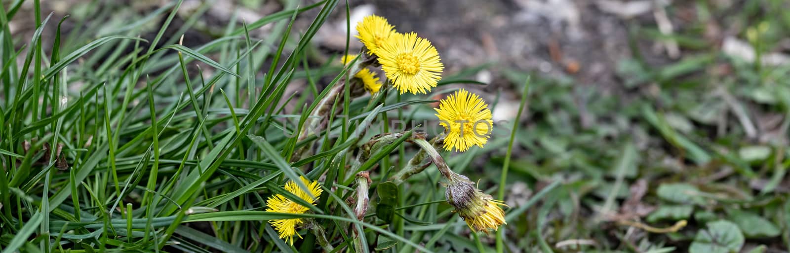 coltsfoot - Tussilago farfara also known as foalfoot or horsefoot. One of the first blooming flowers in spring. by bonilook