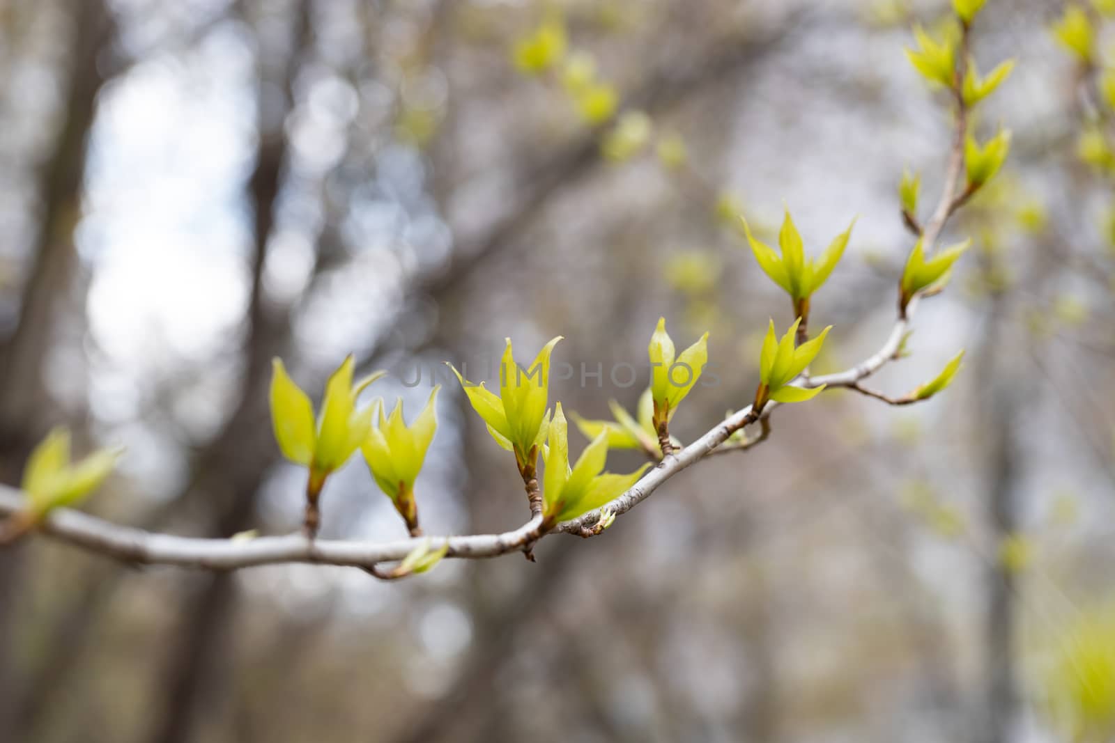 Close-up of a spring fresh young leaf on a tree branch. The concept of the awakening of nature, the spring sowing season. by bonilook