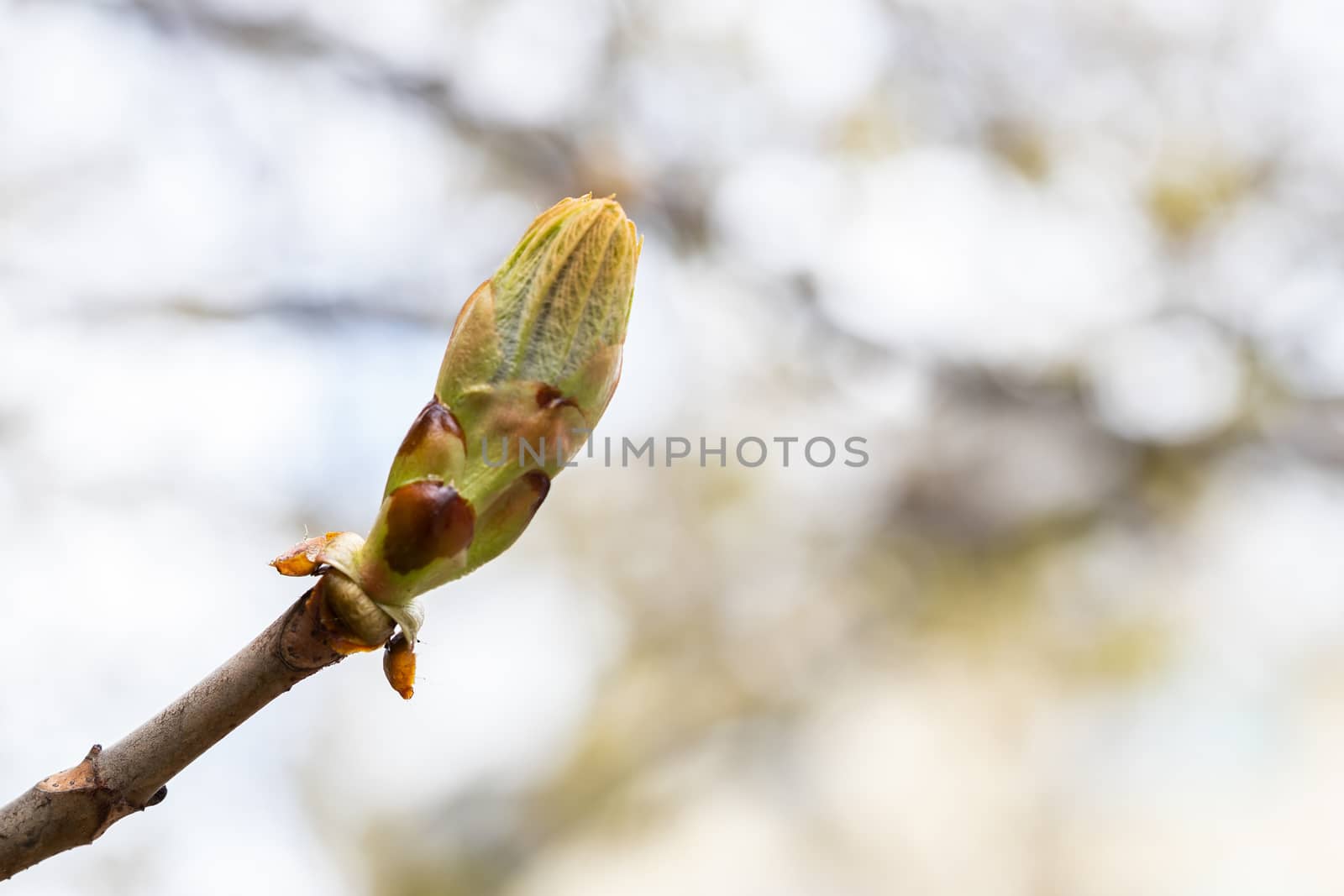 Close-up of a spring fresh young leaf on a tree branch. The concept of the awakening of nature, the spring sowing season. by bonilook