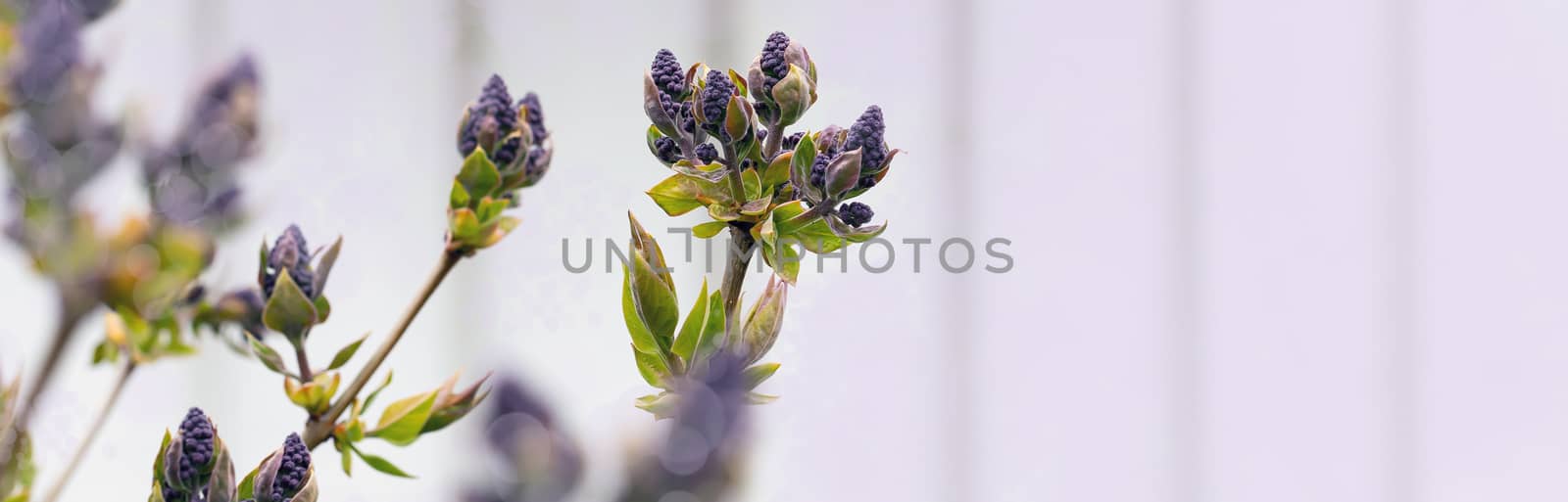 Close-up of a spring fresh young leaf on a tree branch. The concept of the awakening of nature, the spring sowing season. by bonilook