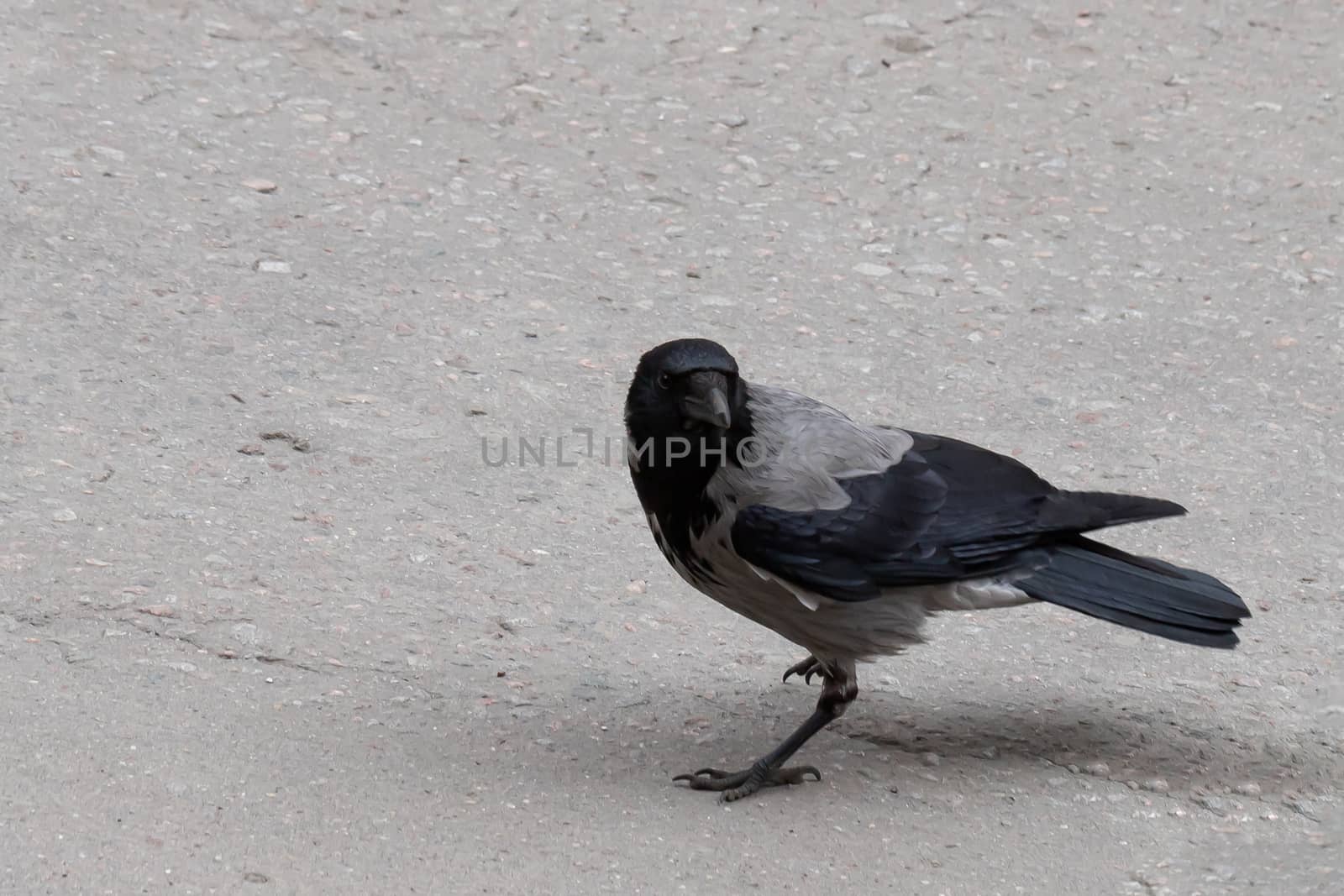 single gray crow close-up, isolated on a gray background