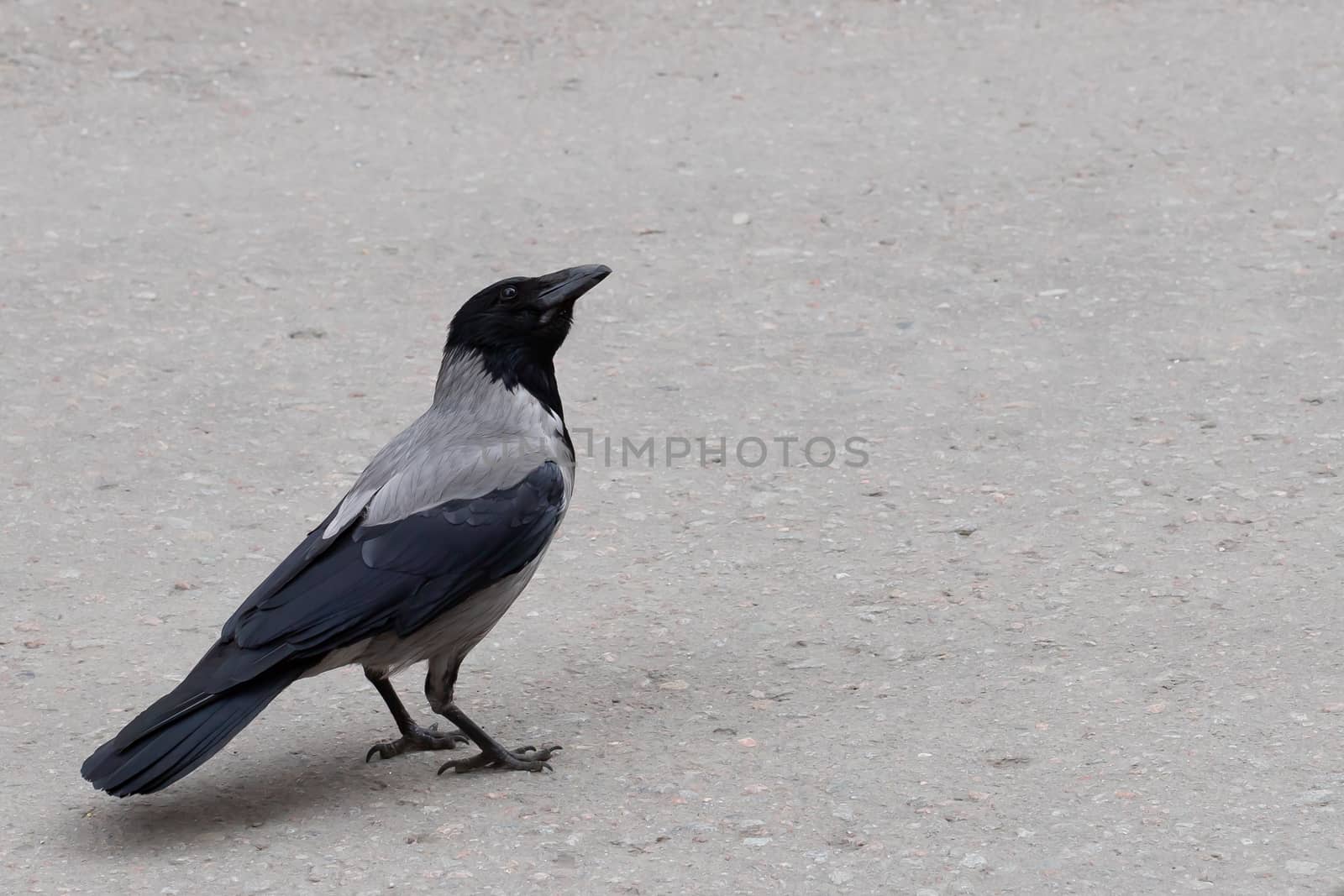 single gray crow, isolated on a gray background by bonilook
