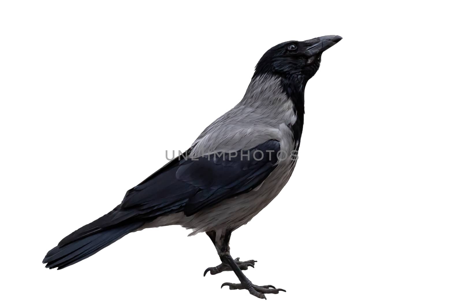 single gray crow close-up, isolated on a white background