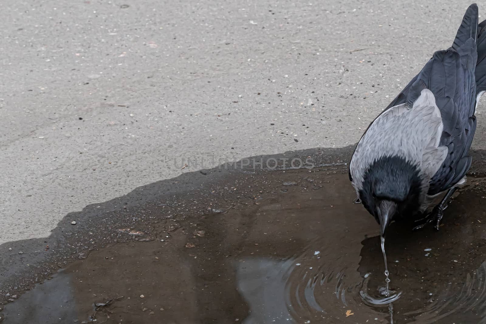 single gray crow, isolated on a gray background by bonilook