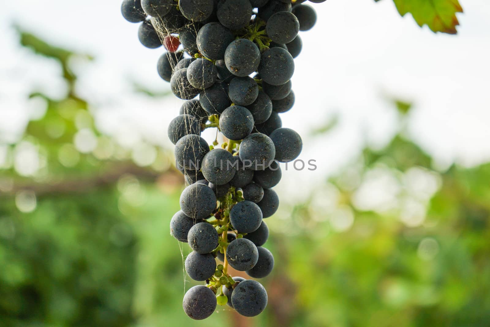 Vineyards waiting for harvest by cosca