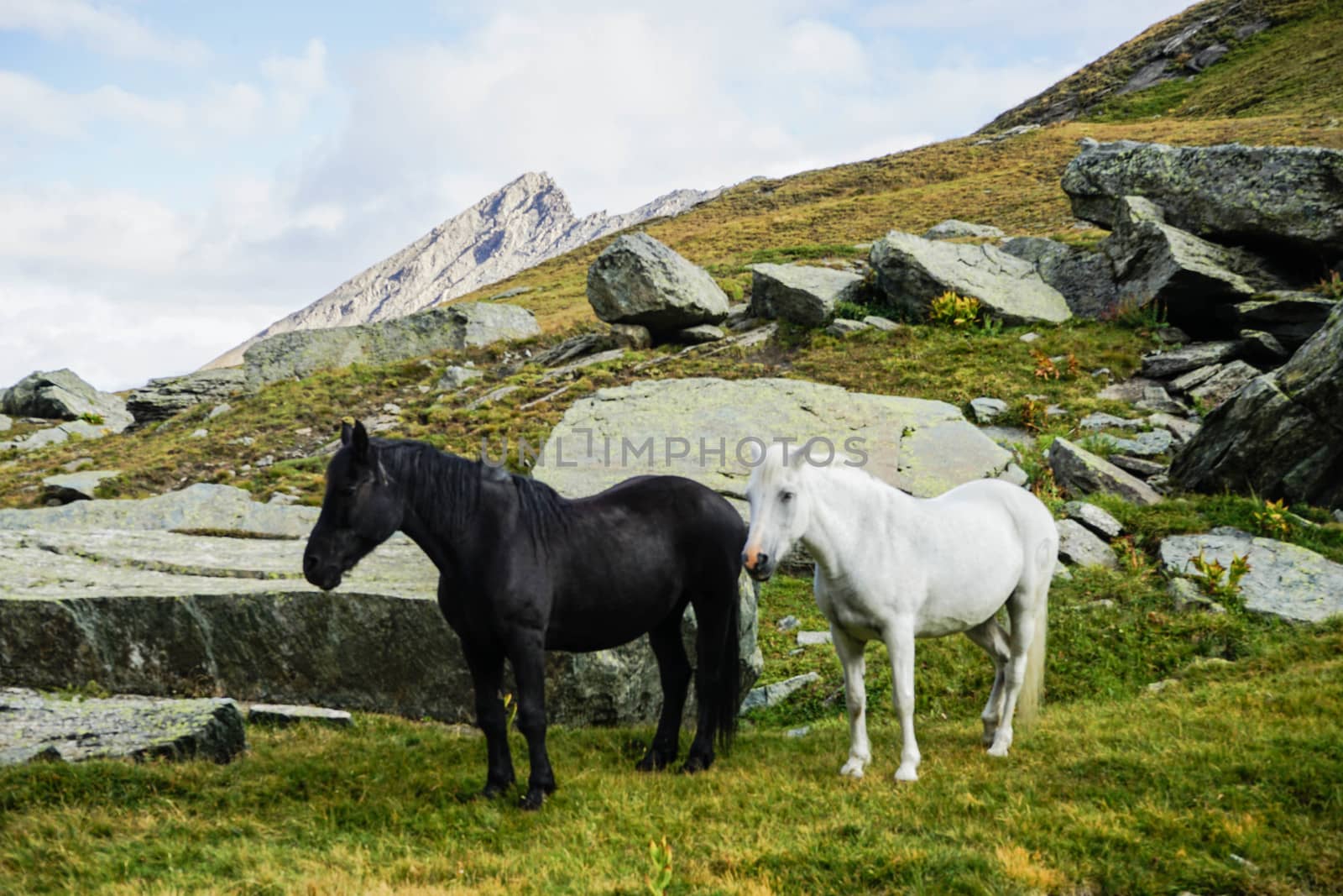 Horses around the mountain Monviso, Piedmont - Italy by cosca