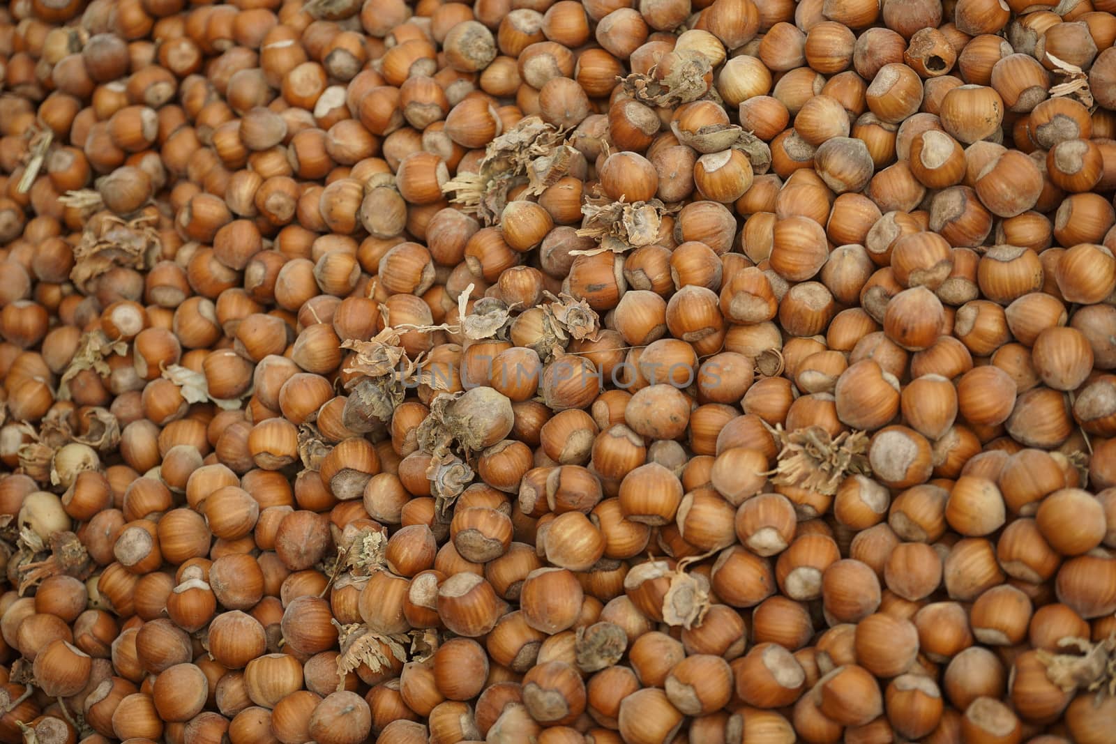 Freshly just picked hazelnuts by cosca