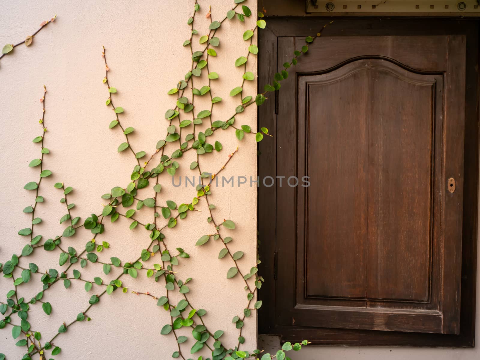 The  vine elegantly hangs, climbs, densely covers a stone, light brown wall around a wooden, brown window with bars on it