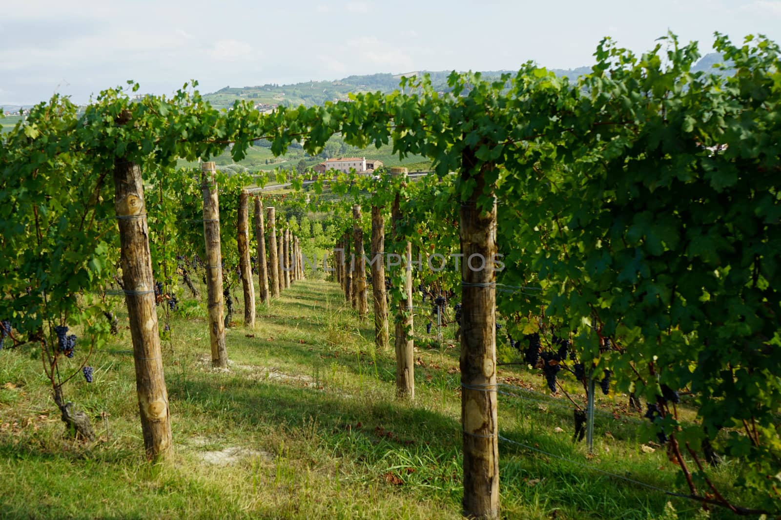 Vineyard on the hills of Barolo, Piedmont - Italy