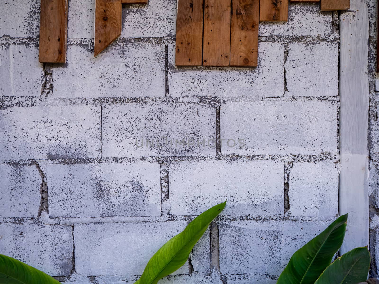 The Green leaves on the white brick wall background